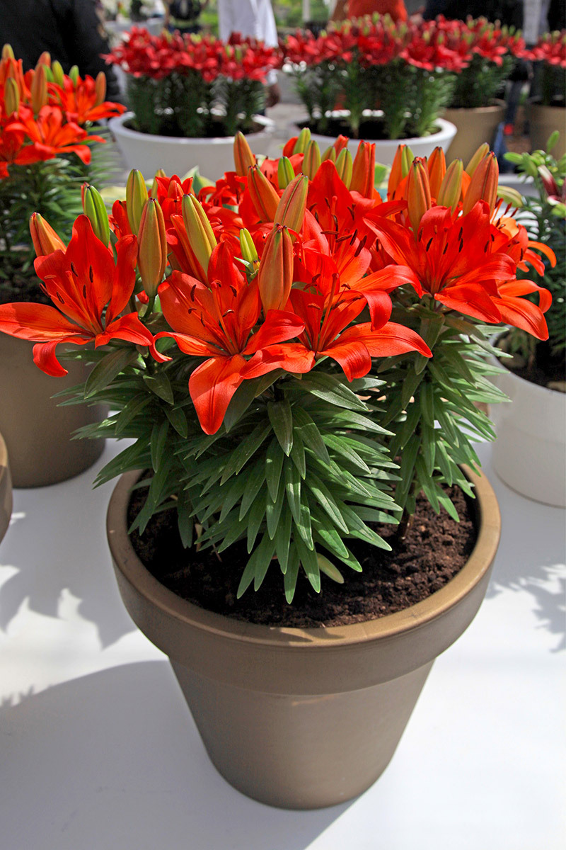 flowers Florist