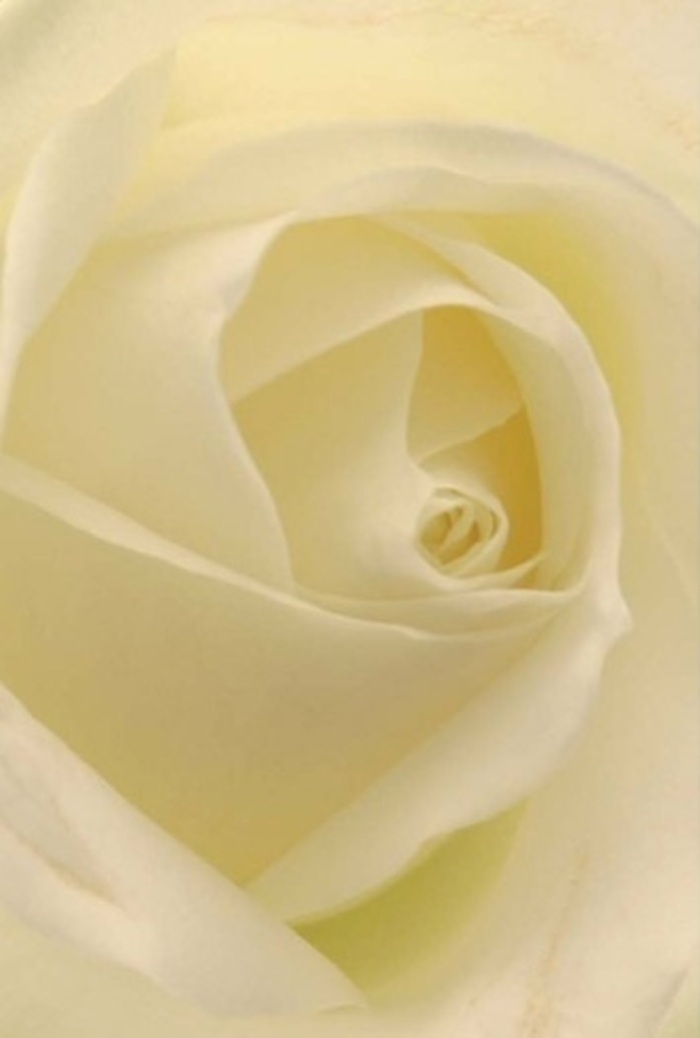 Gazing closely at this classic white rose, one is drawn into a world of softness and layered sophistication-qualities cherished by the Watford community. Shades of creamy white and pale ivory blend seamlessly, highlighted by the gentle daylight familiar to the quiet lanes near Vicarage Road. The petals are meticulously arranged, each forming a graceful spiral that suggests purity, resilience, and the beginning of new chapters. In the careful hands of Watford florists, this flower becomes a fitting gesture for any heartfelt moment-from romantic overtures and sincere apologies to an elegant centrepiece for a wedding or remembrance ceremony in the heart of town. The bouquet's subtle interplay of light and shadow further enhances its natural beauty, while a fresh, serene fragrance lingers in the air, echoing the peaceful spirit found throughout Watford's parks and neighbourhoods. This rose, so perfectly fashioned, is not only a botanical wonder but also a thoughtful symbol of connection and care from Watford's respected florists.